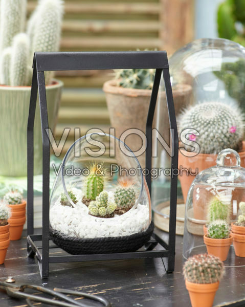 Cactus combinatie in glas
