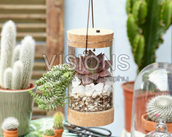 Succulents in glass Succulents in glass
