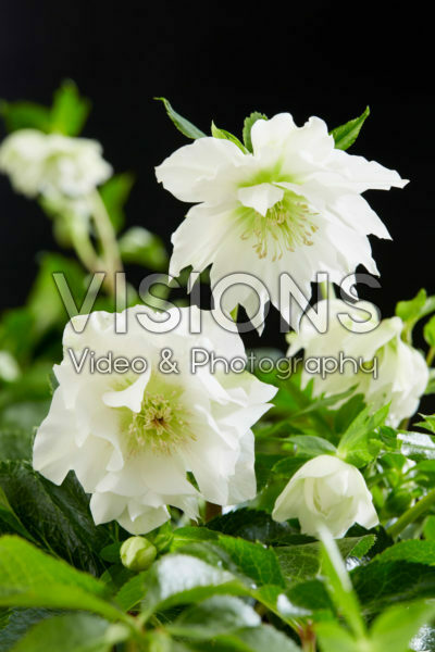 Helleborus orientalis Double Ellen® White