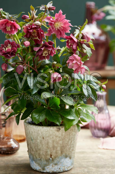 Helleborus orientalis Double Ellen® Red