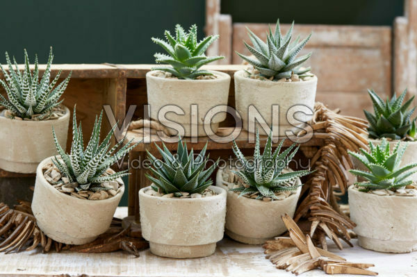 Aloe collection