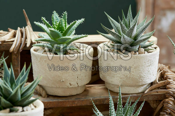 Aloe on pot Aloe on pot