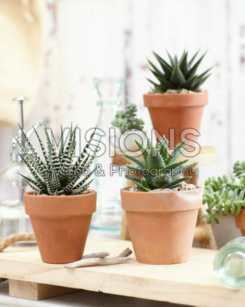 Aloe collection Aloe collection
