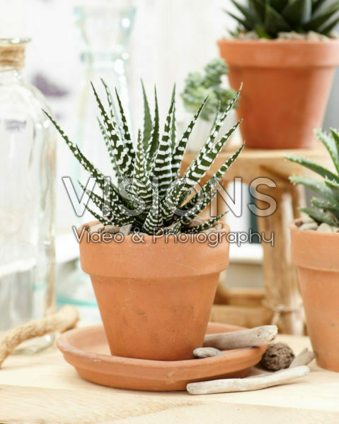 Aloe collection Aloe collection