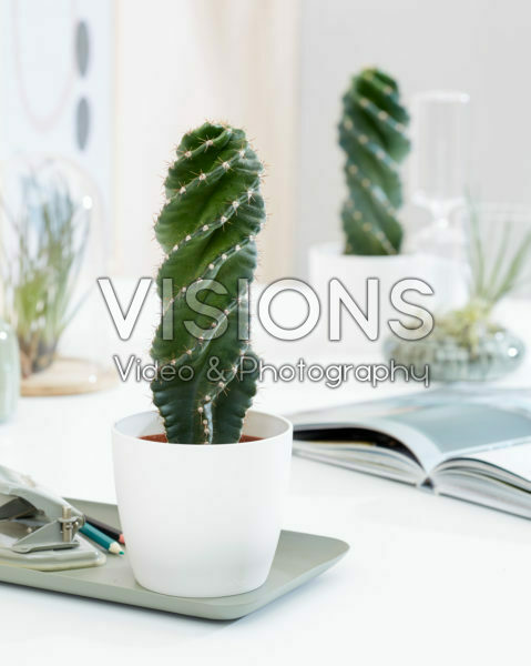 Cereus forbesii Spiralis Cereus forbesii Spiralis