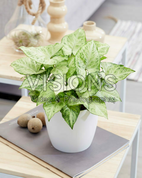 Syngonium Arrow Syngonium Arrow