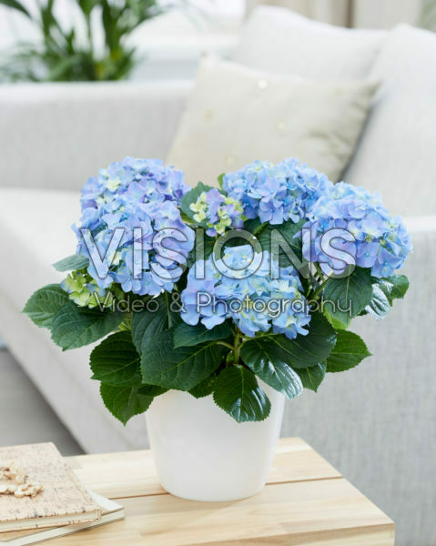 Hydrangea macrophylla Early Blue Hydrangea macrophylla Early Blue
