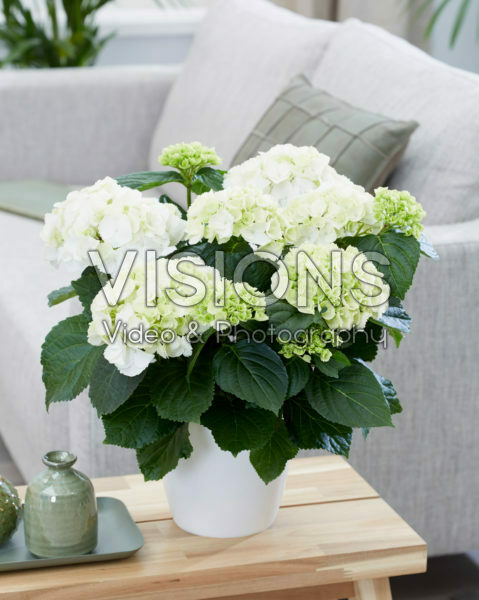 Hydrangea macrophylla Snowball