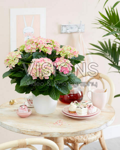 Hydrangea macrophylla Vroeg Rosa Hydrangea macrophylla Vroeg Rosa