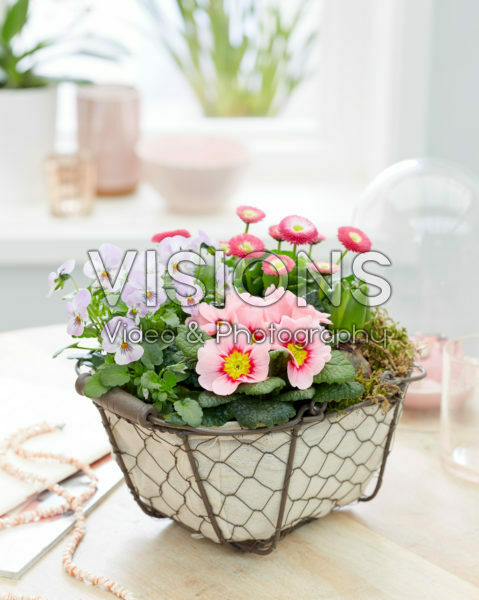 Garden trug with pink spring flowers