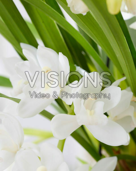 Cymbidium Sarah Jean x Ice Cascade Cymbidium Sarah Jean x Ice Cascade