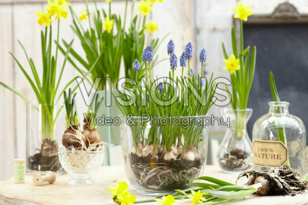 Muscari, Narcissus Tete a Tete Muscari, Narcissus Tete a Tete