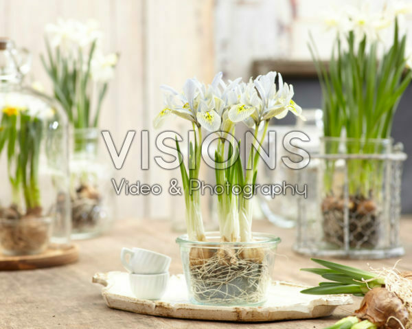 Iris Katharine Hodgkin Iris Katharine Hodgkin