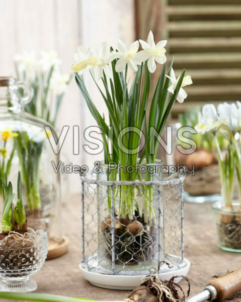 Narcissus Ice Baby® Narcissus Ice Baby®