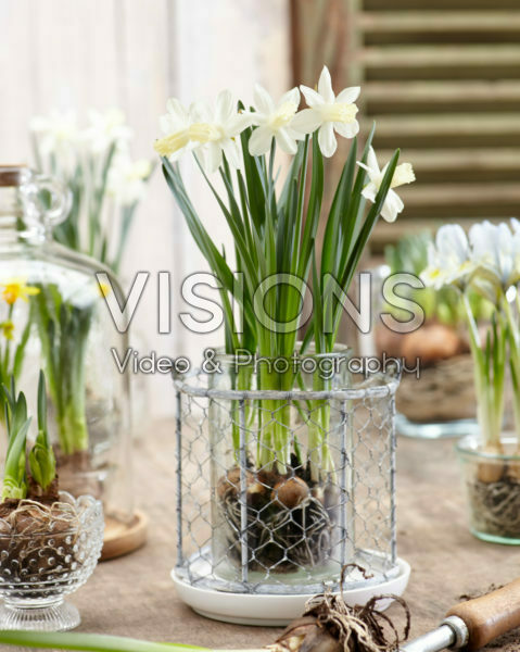 Narcissus Ice Baby®