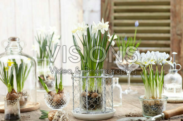 Narcissus Ice Baby® Narcissus Ice Baby®