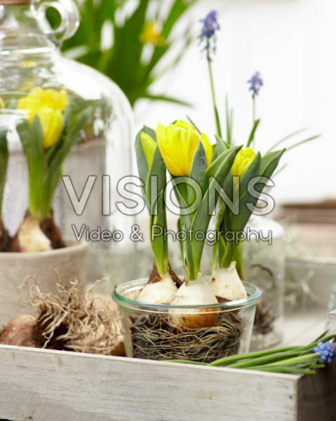Tulipa Calimero® Tulipa Calimero®