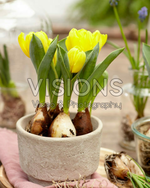 Tulipa Calimero®