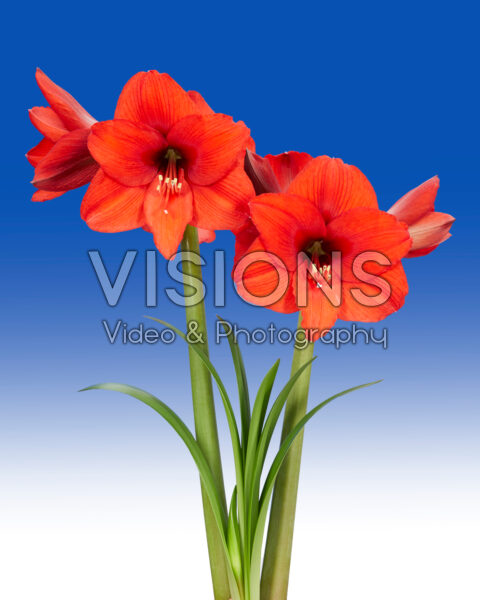 Hippeastrum Orange Dream Hippeastrum Orange Dream