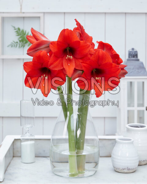 Hippeastrum Orange Dream Hippeastrum Orange Dream