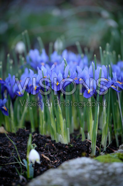 Iris reticulata Iris reticulata