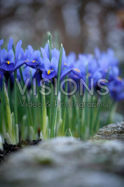 Iris reticulata Iris reticulata