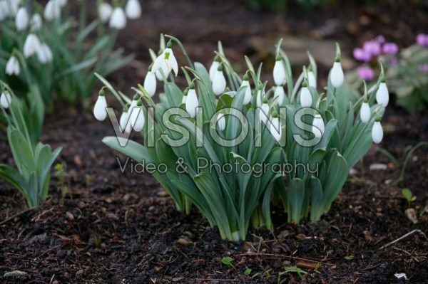 Galanthus Galanthus