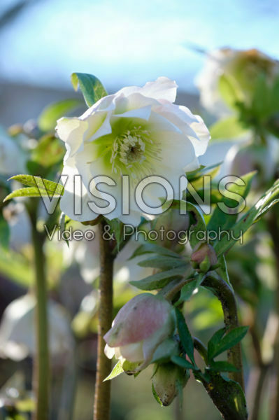 Helleborus wit Helleborus wit