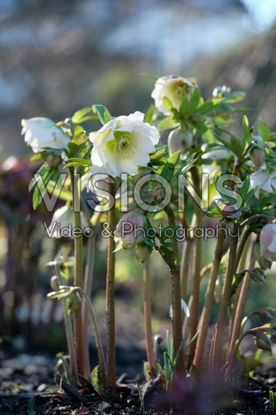 Helleborus white Helleborus white