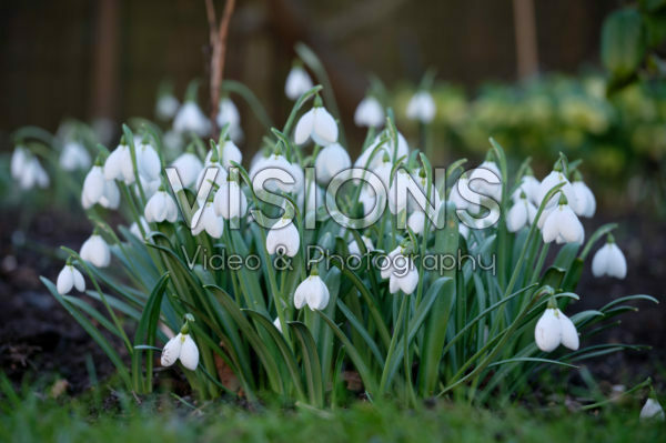 Galanthus Rodmarton Arcturus Galanthus Rodmarton Arcturus