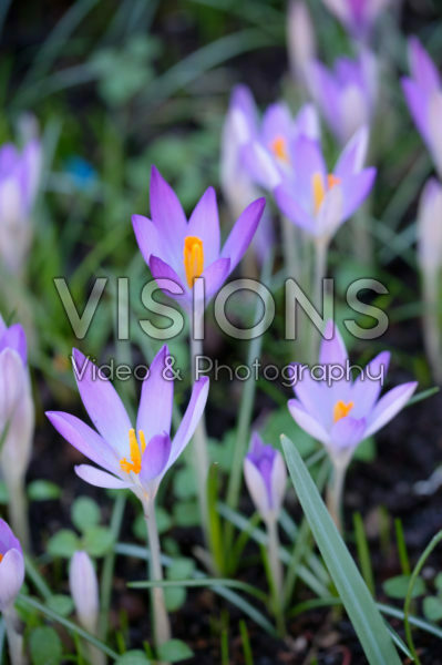 Crocus Crocus