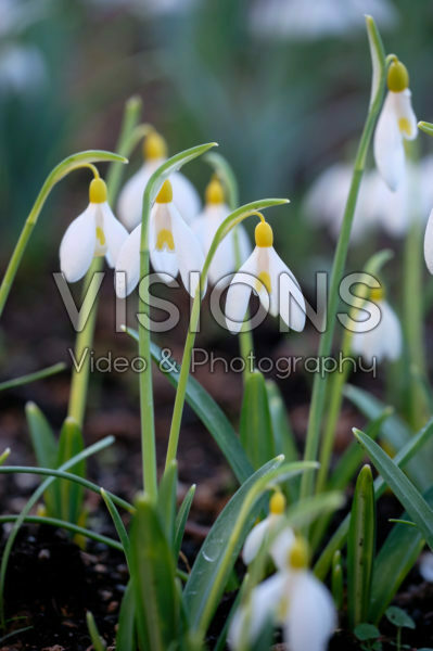 Galanthus Sarah Dumont Galanthus Sarah Dumont