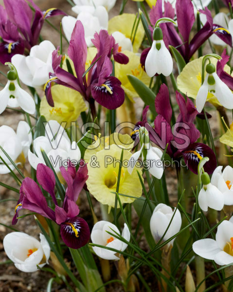 Spring flower mix
