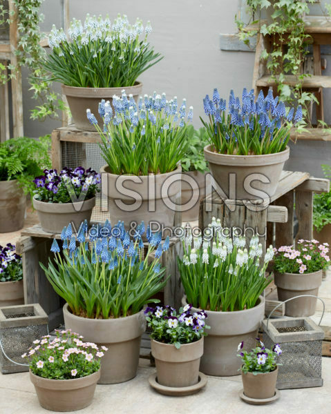 Muscari collection