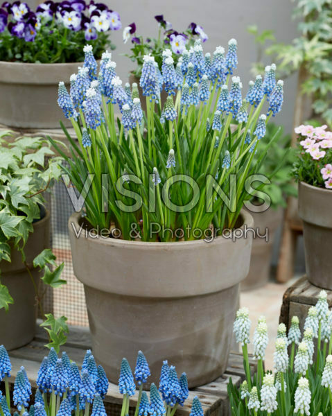 Muscari Helena® Muscari Helena®
