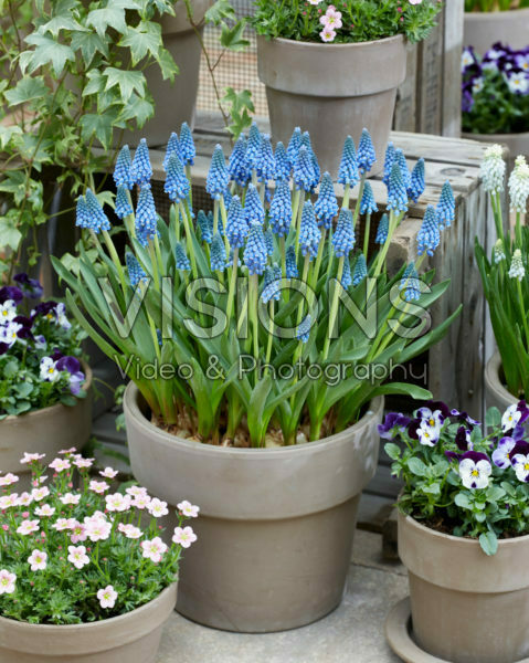 Muscari Carola® Muscari Carola®