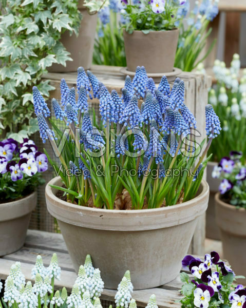 Muscari Lindsay®