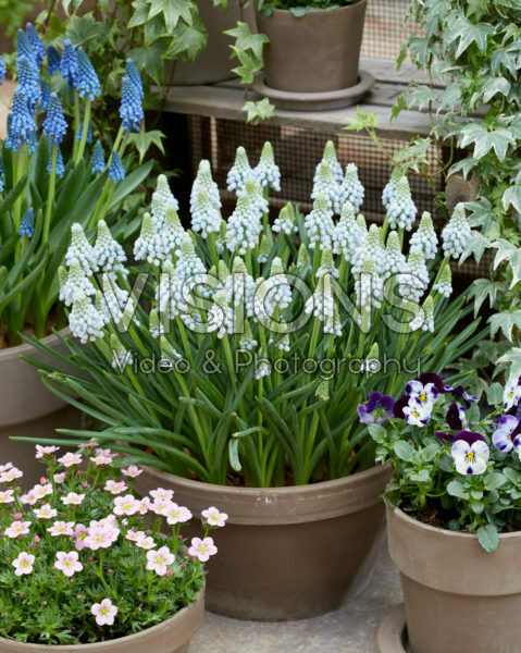 Muscari Manon® Muscari Manon®