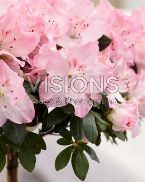 Azalea simsii standard pink