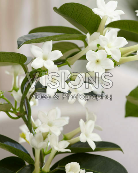 Stephanotis floribunda Stephanotis floribunda