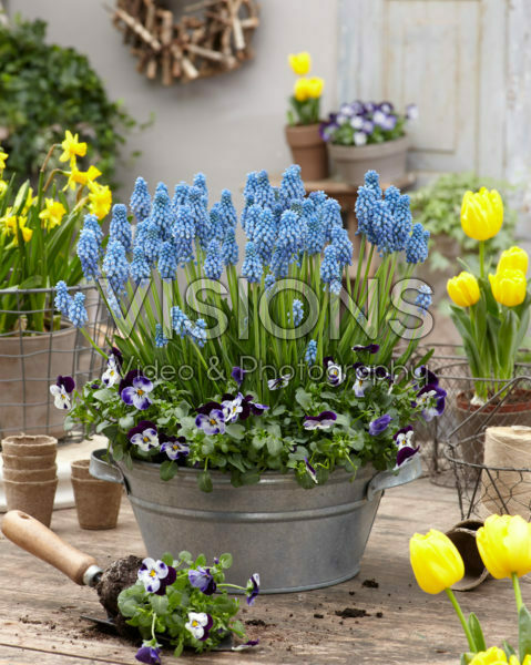 Muscari Cupido®
