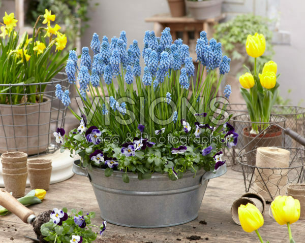 Muscari Cupido® Muscari Cupido®
