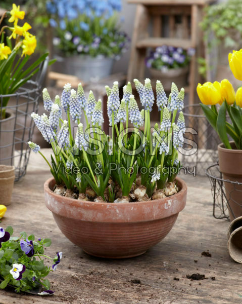 Muscari Julia® Muscari Julia®