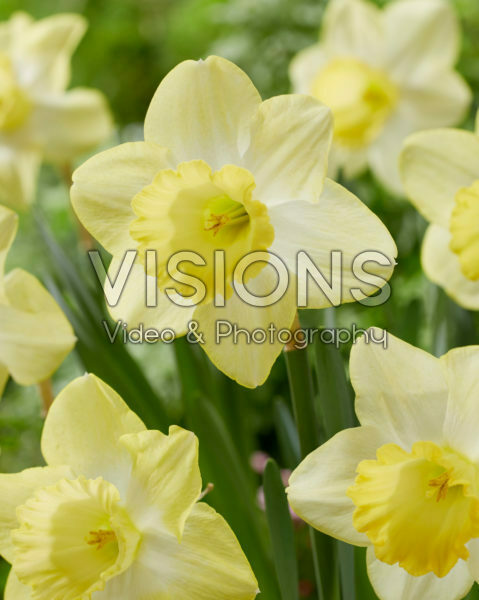Narcissus Fellows Favourite