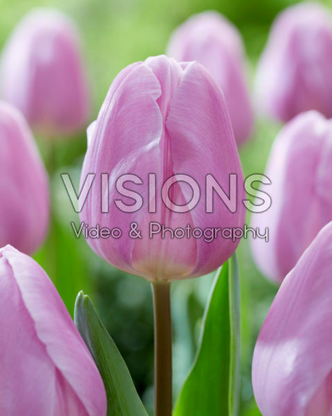 Tulipa Paradero Tulipa Paradero