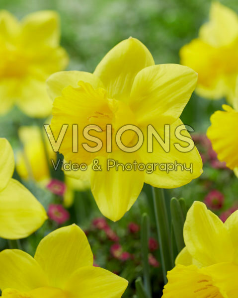 Narcissus Big Deal Narcissus Big Deal