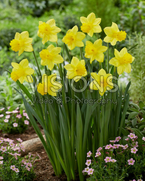 Narcissus Tamsyn