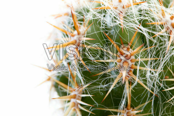 Cactus Cactus