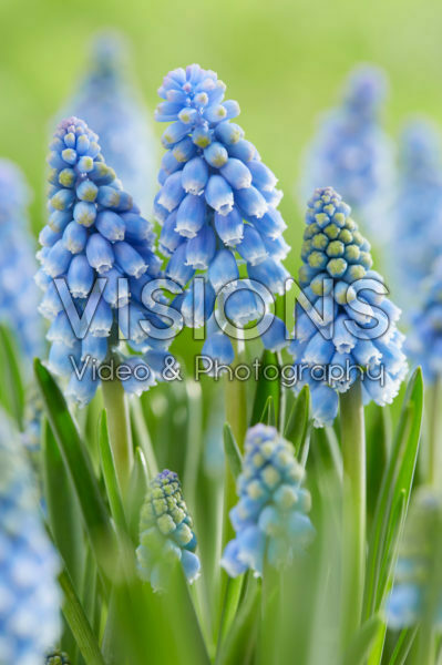 Muscari Atlantic Muscari Atlantic