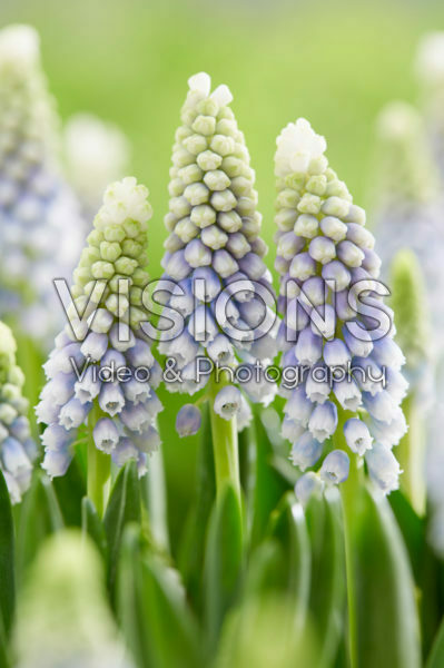 Muscari Julia® Muscari Julia®